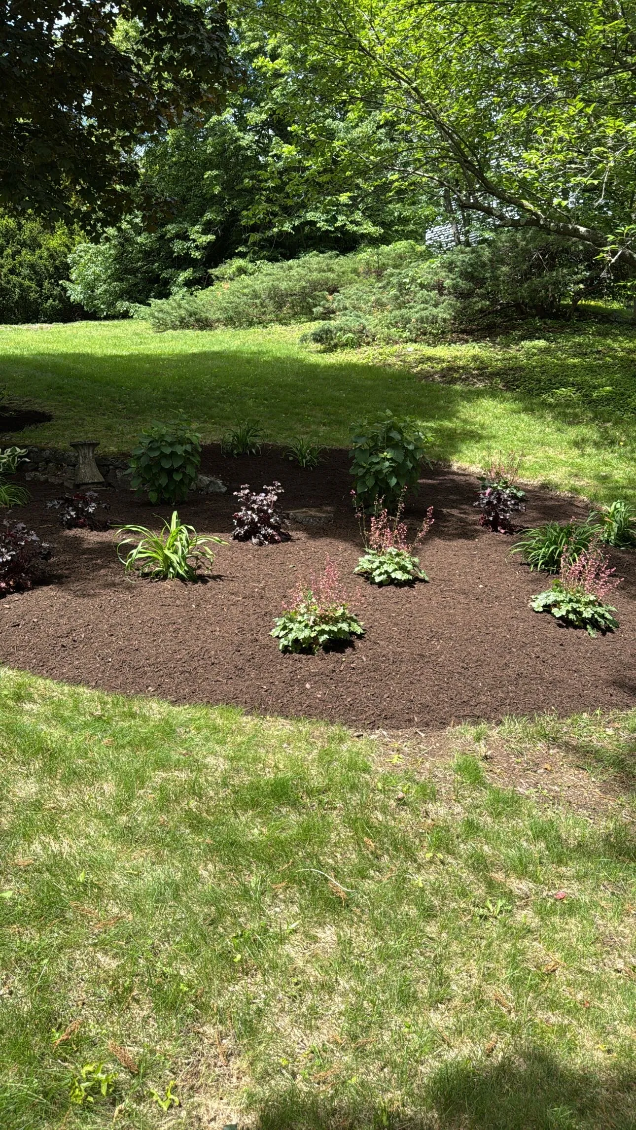 A curved, freshly mulched planting bed with green shrubs and open lawn
