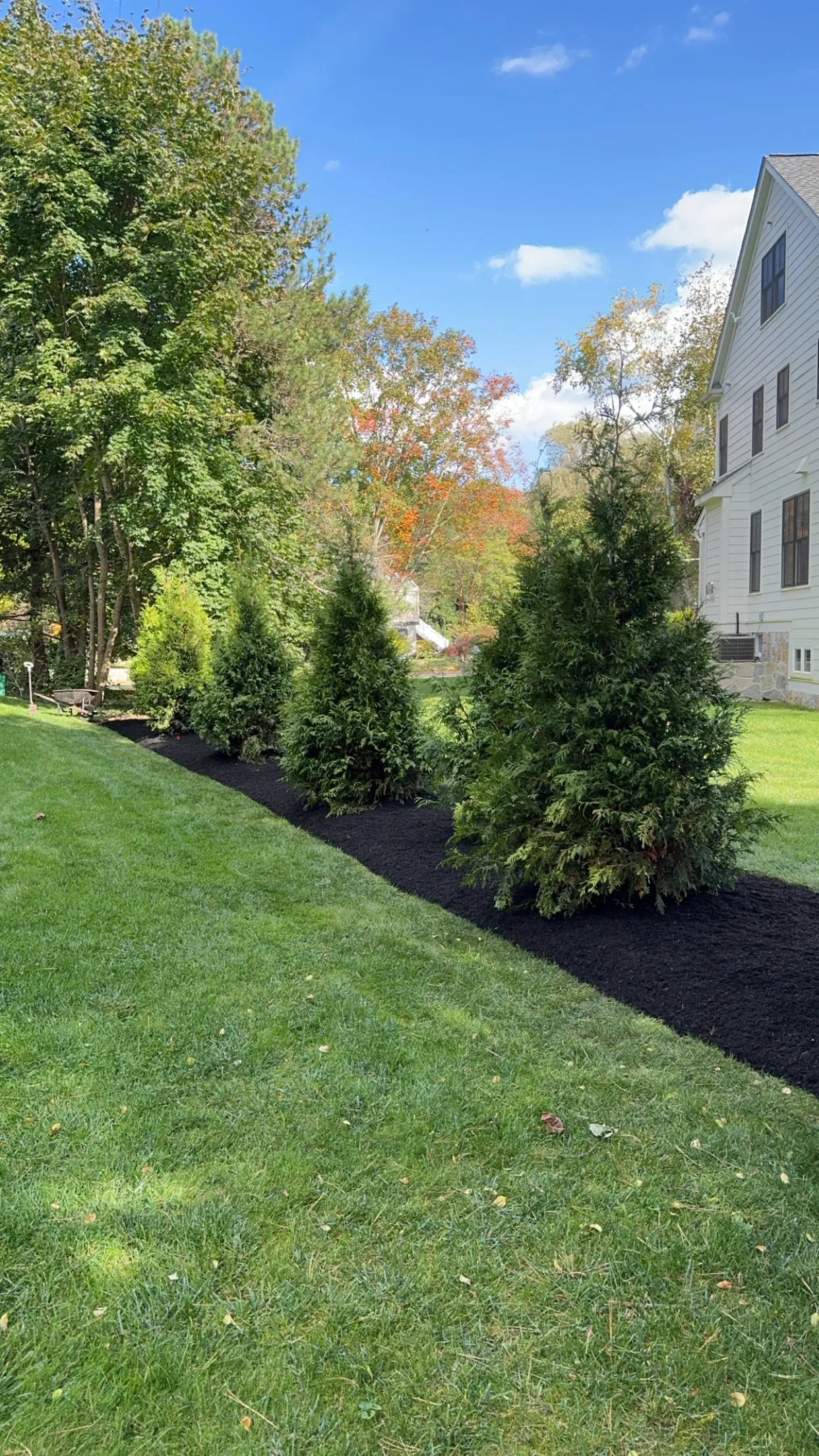 A mulched bed and young trees along a white fence with a green lawn behind
