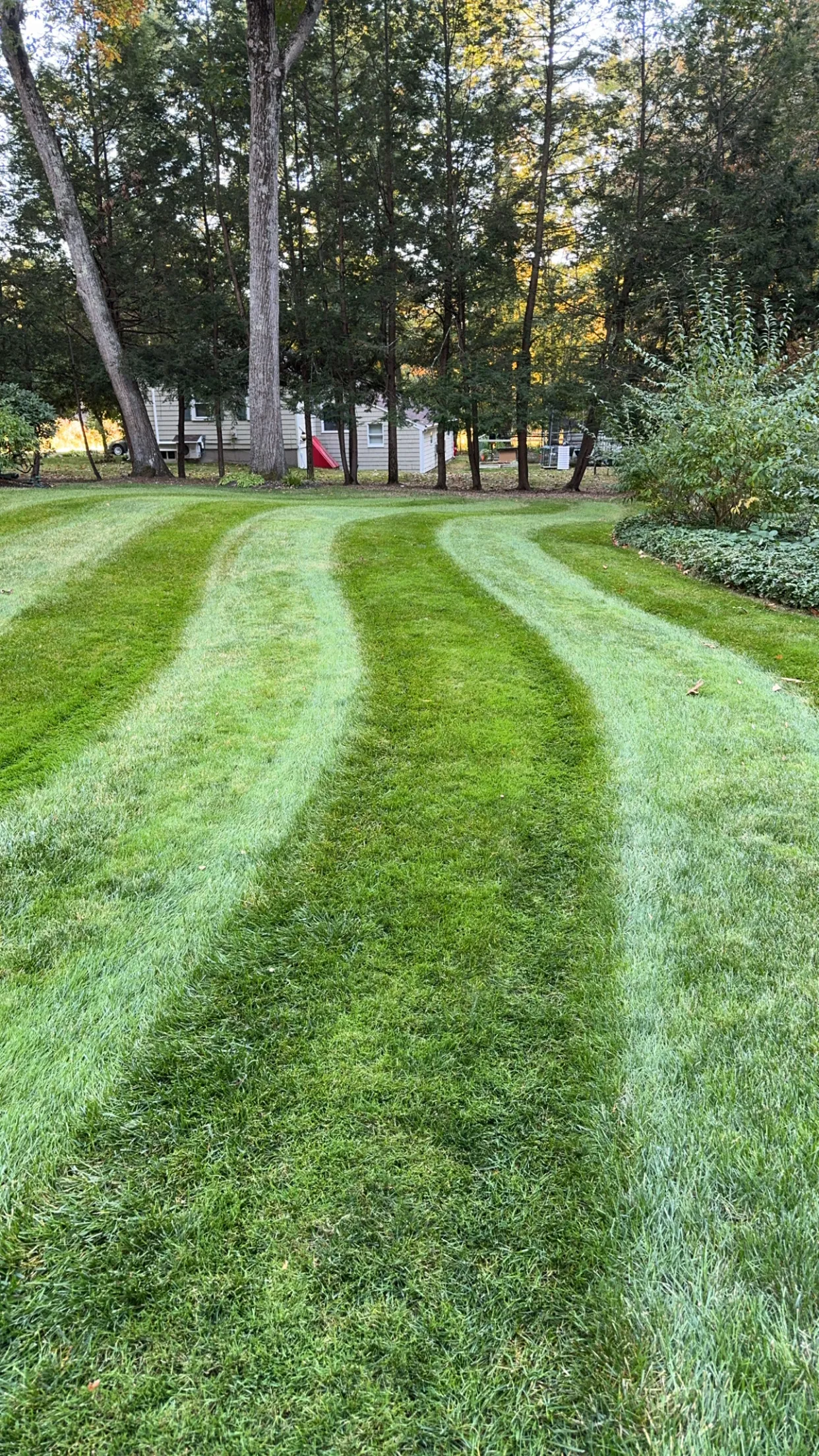A crisply striped green lawn after a mow in a shaded Middlesex County yard