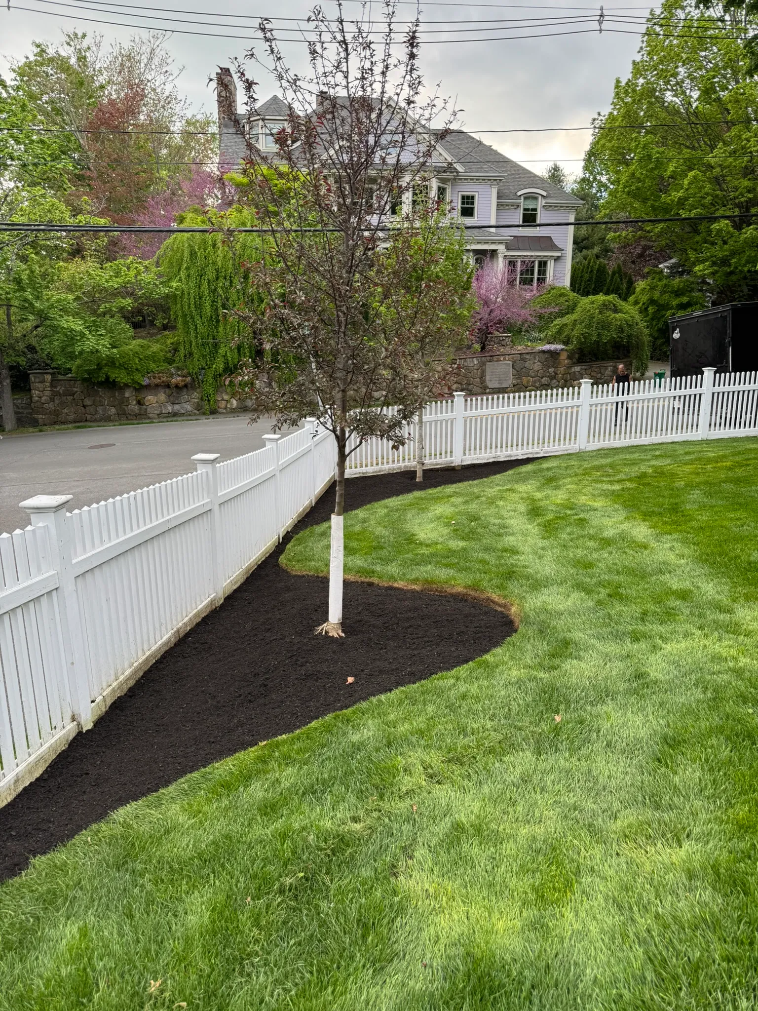 A young tree with a clean mulch ring and crisp bed edging on a Concord, MA property