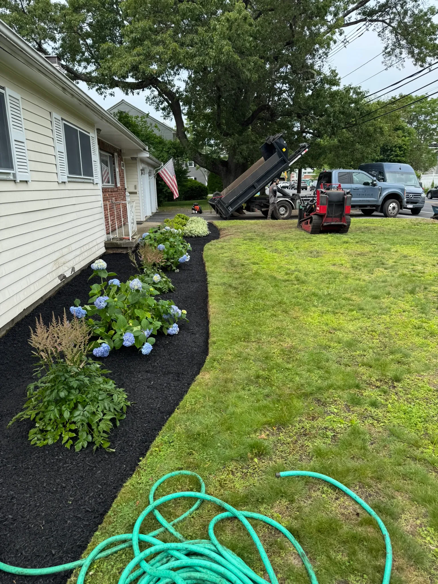 A mulched foundation bed with blue hydrangea after a spring cleanup