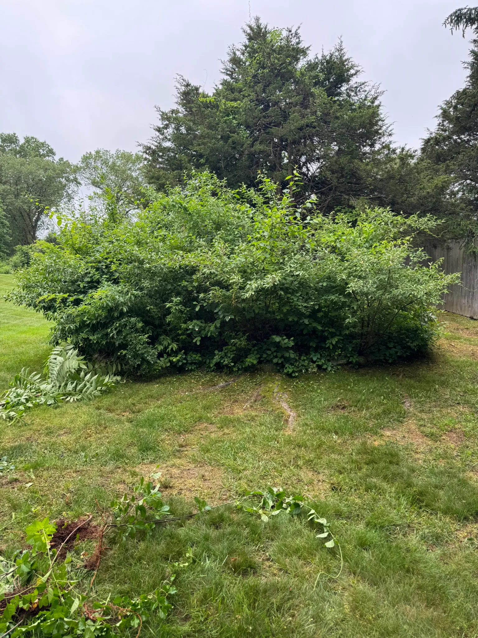 An overgrown shrub and rough lawn area before a land-clearing job