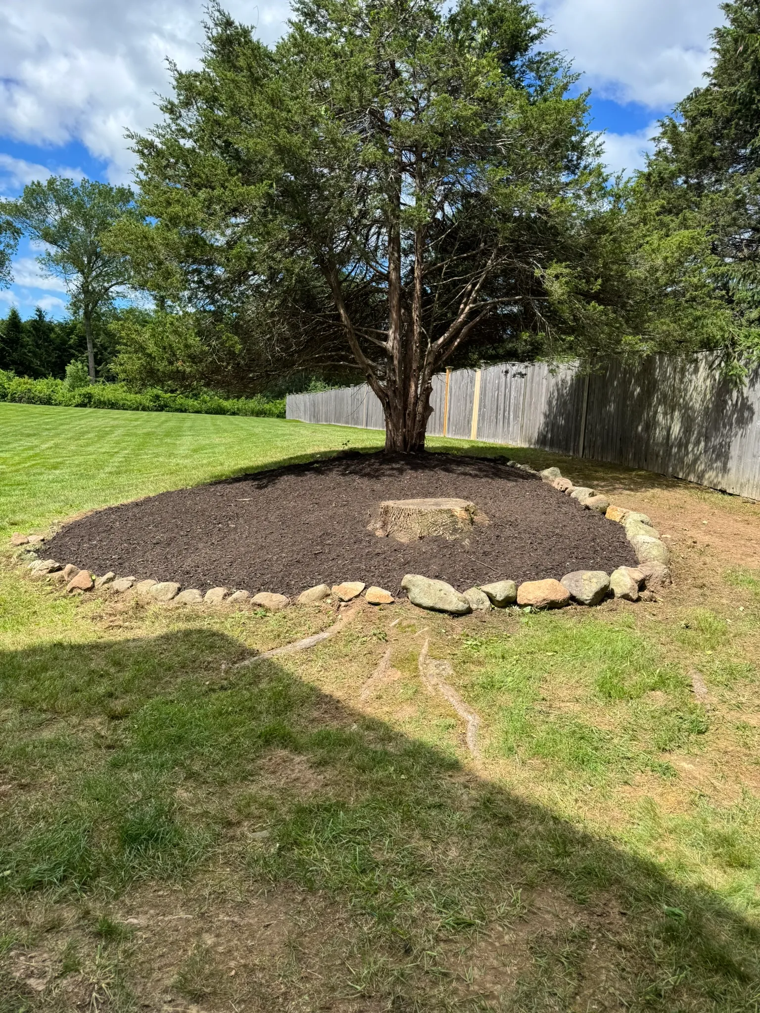 A circular mulch bed cut cleanly around a mature shade tree on a Concord, MA property
