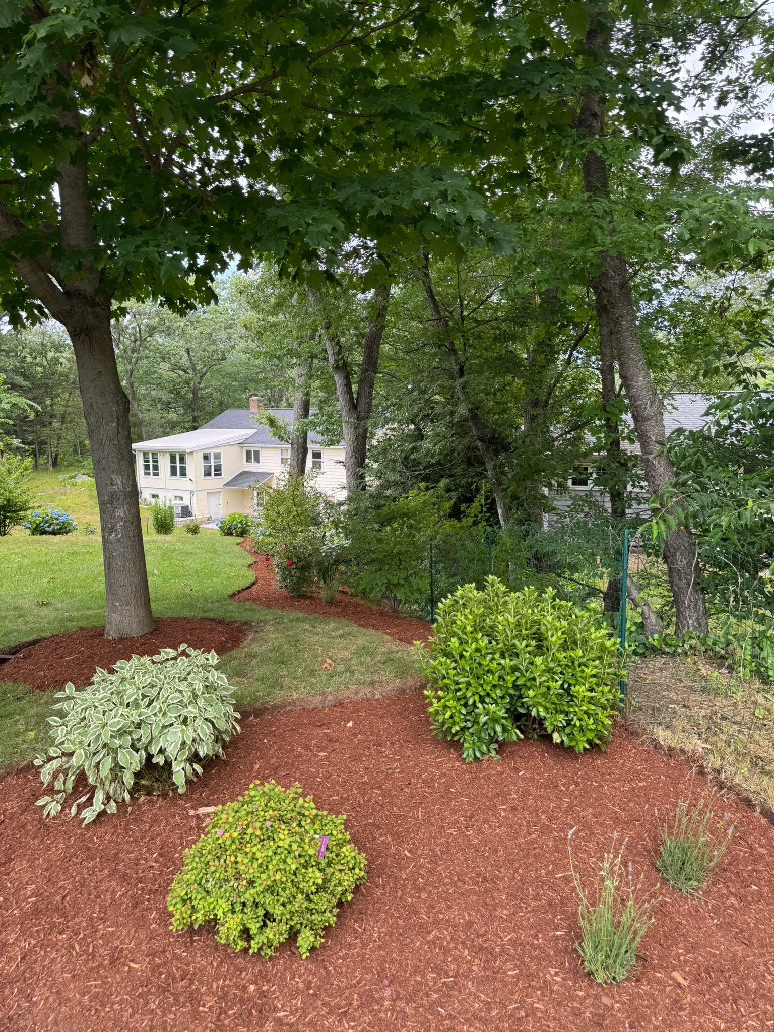 Fresh mulch beds with clean edging and healthy shrubs in front of a Lexington-area home