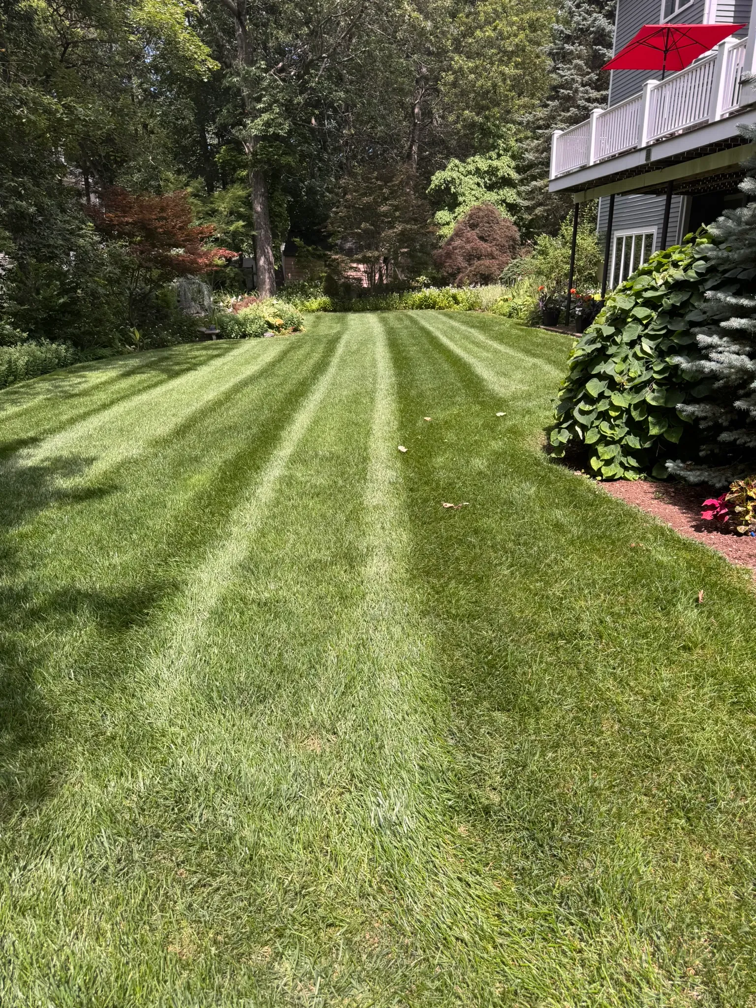 A crisply striped, edged lawn on a maintained Lexington, MA property