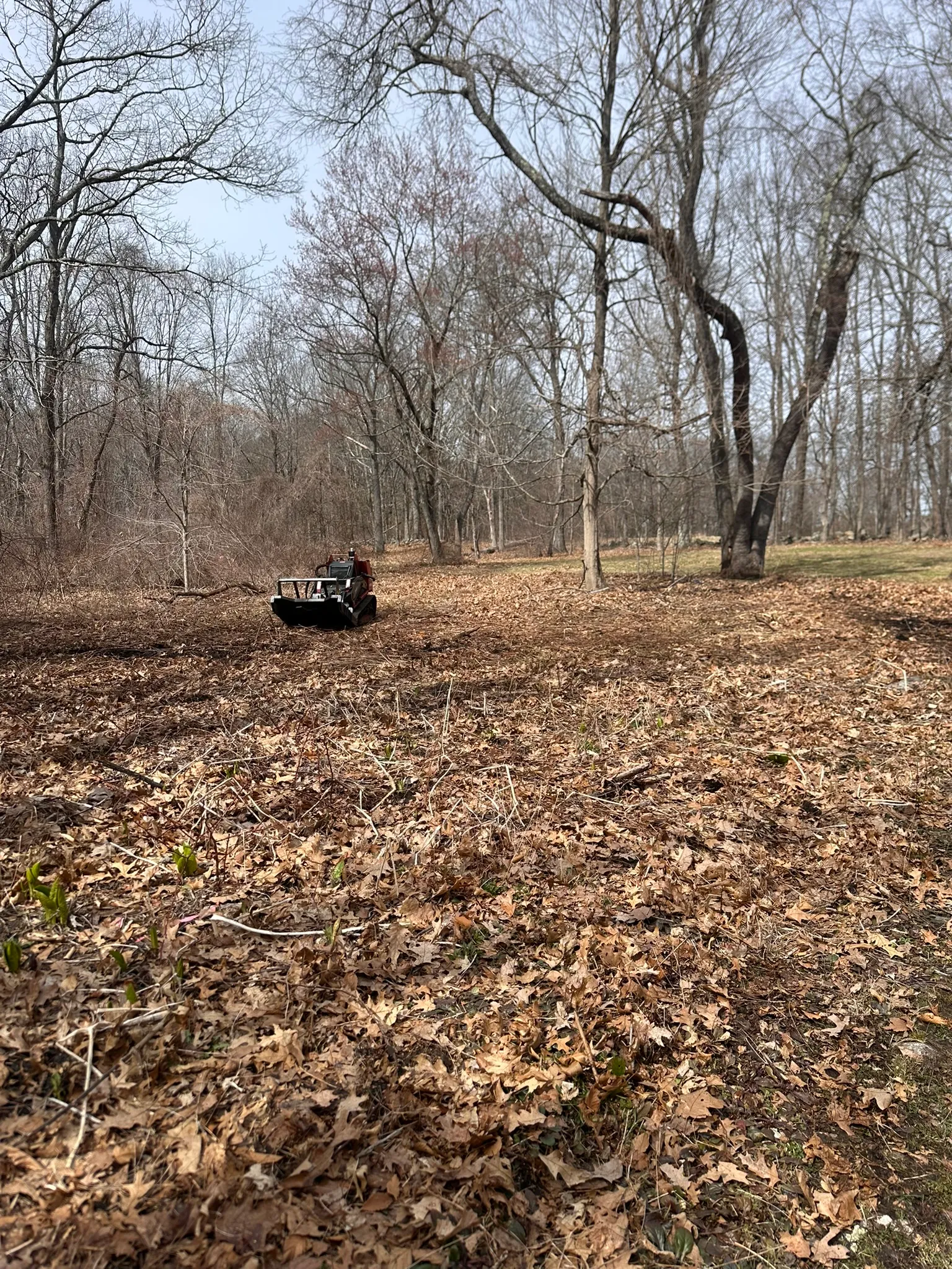 A section of overgrown Concord, MA land cleared and mulched back to open ground