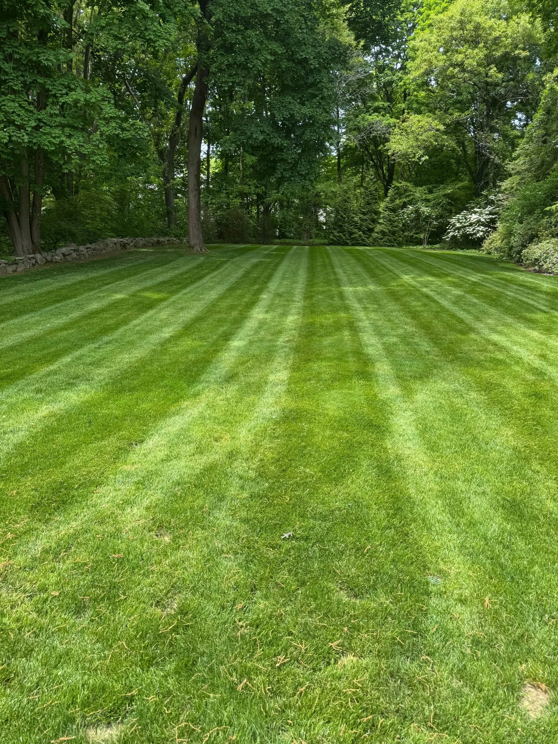 A freshly mowed lawn with clean mower stripes running to a mature tree line on a maintained Lexington, MA property